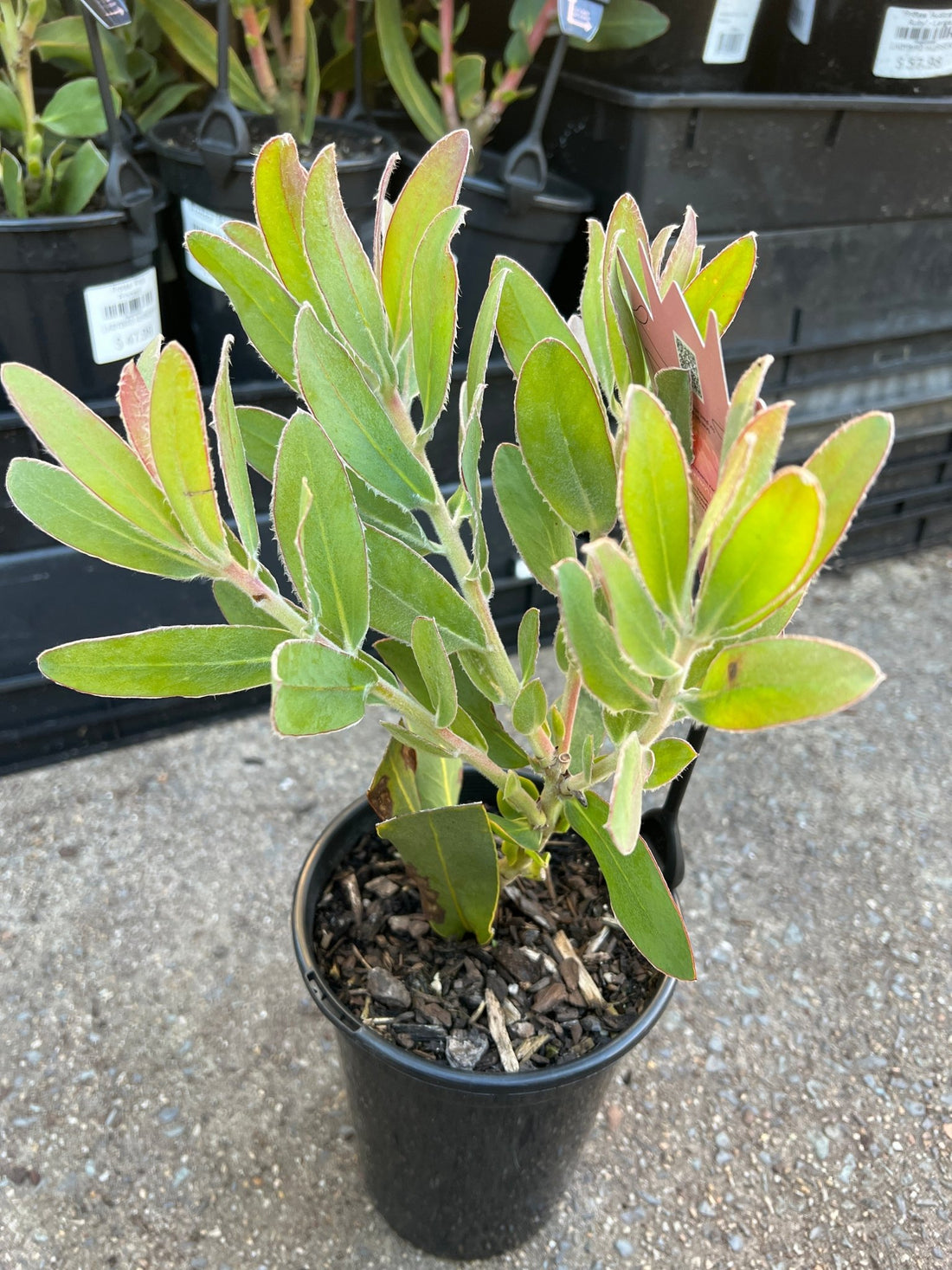 Protea 'Pink Princess' - Ladybird Nursery