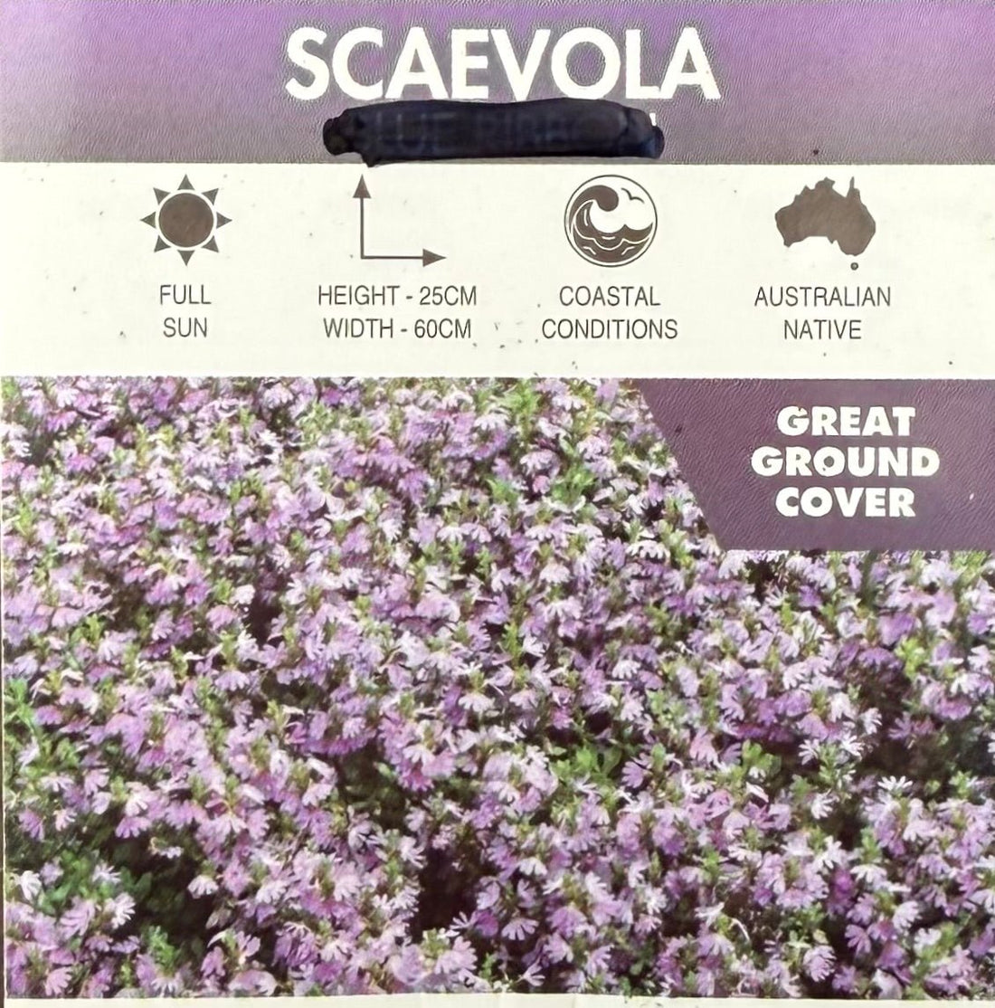 Fan Flower Touch Blue (Scaevola aemula) - Ladybird Nursery
