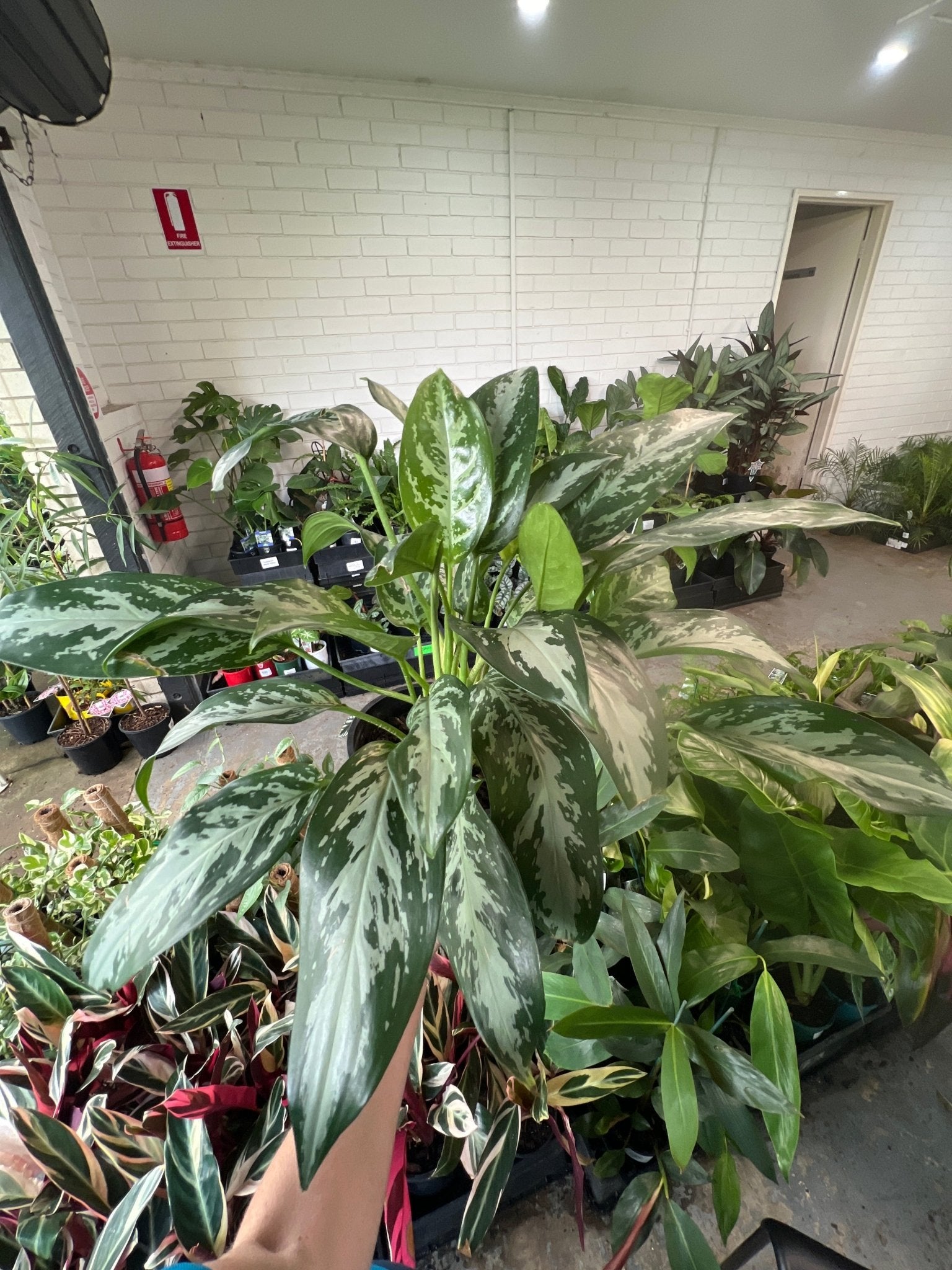 aglaonema jubilee care Aglaonema 'Jubilee' Plant – Buy Now! – Ladybird Nursery