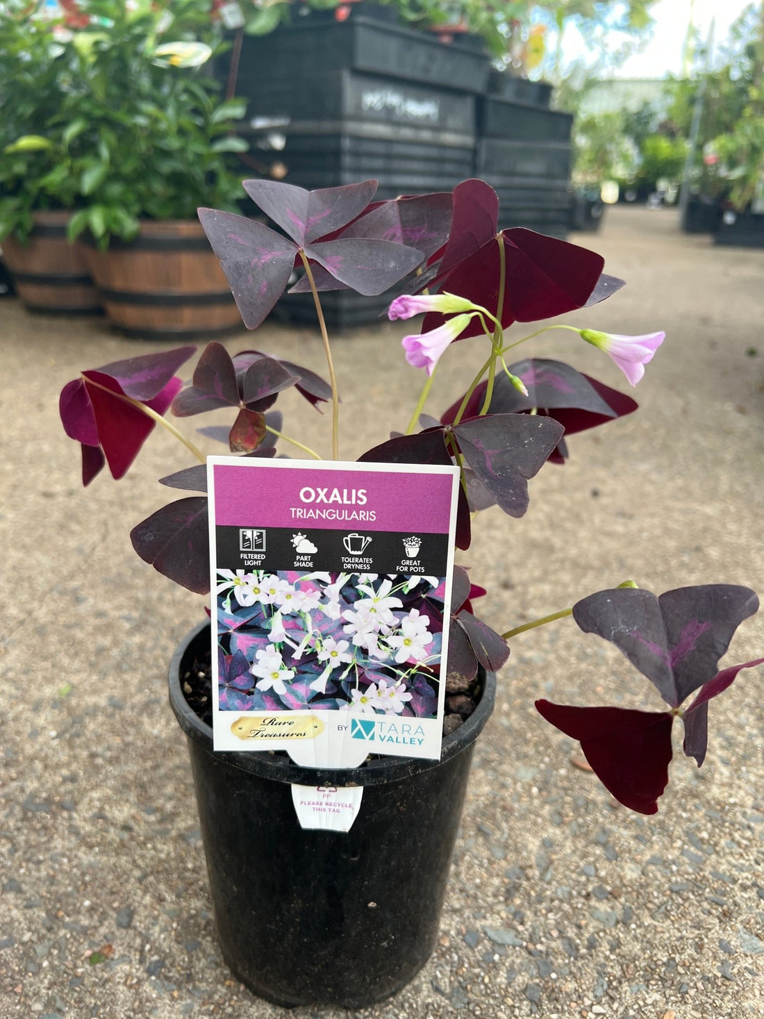 Purple Shamrock Purpurea (Oxalis triangularis) - Ladybird Nursery