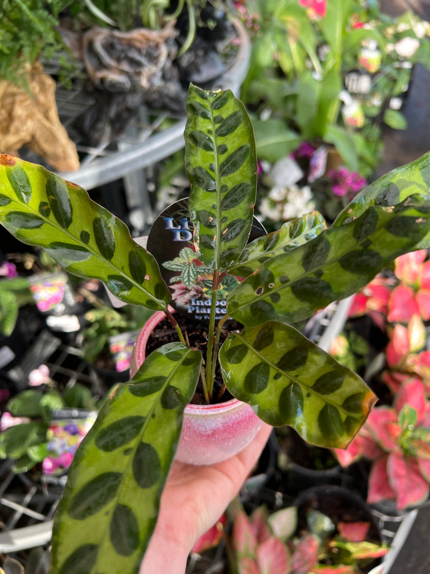 Plant in ceramic pot