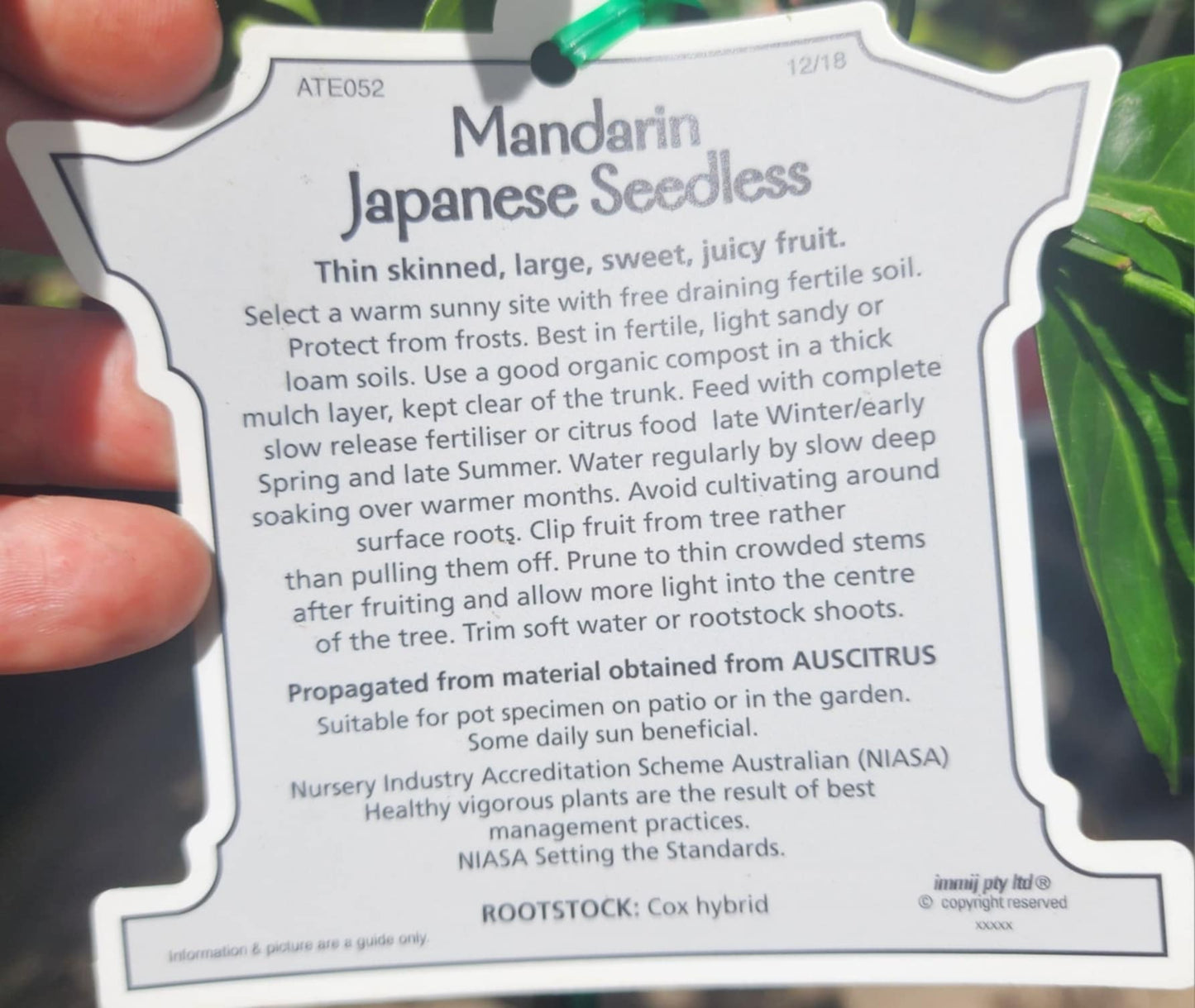 Japanese Seedless Mandarin (QLD Only)