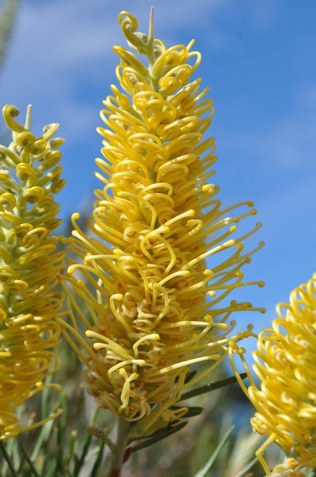Grevillea Golden Yu - Lo - Ladybird Nursery