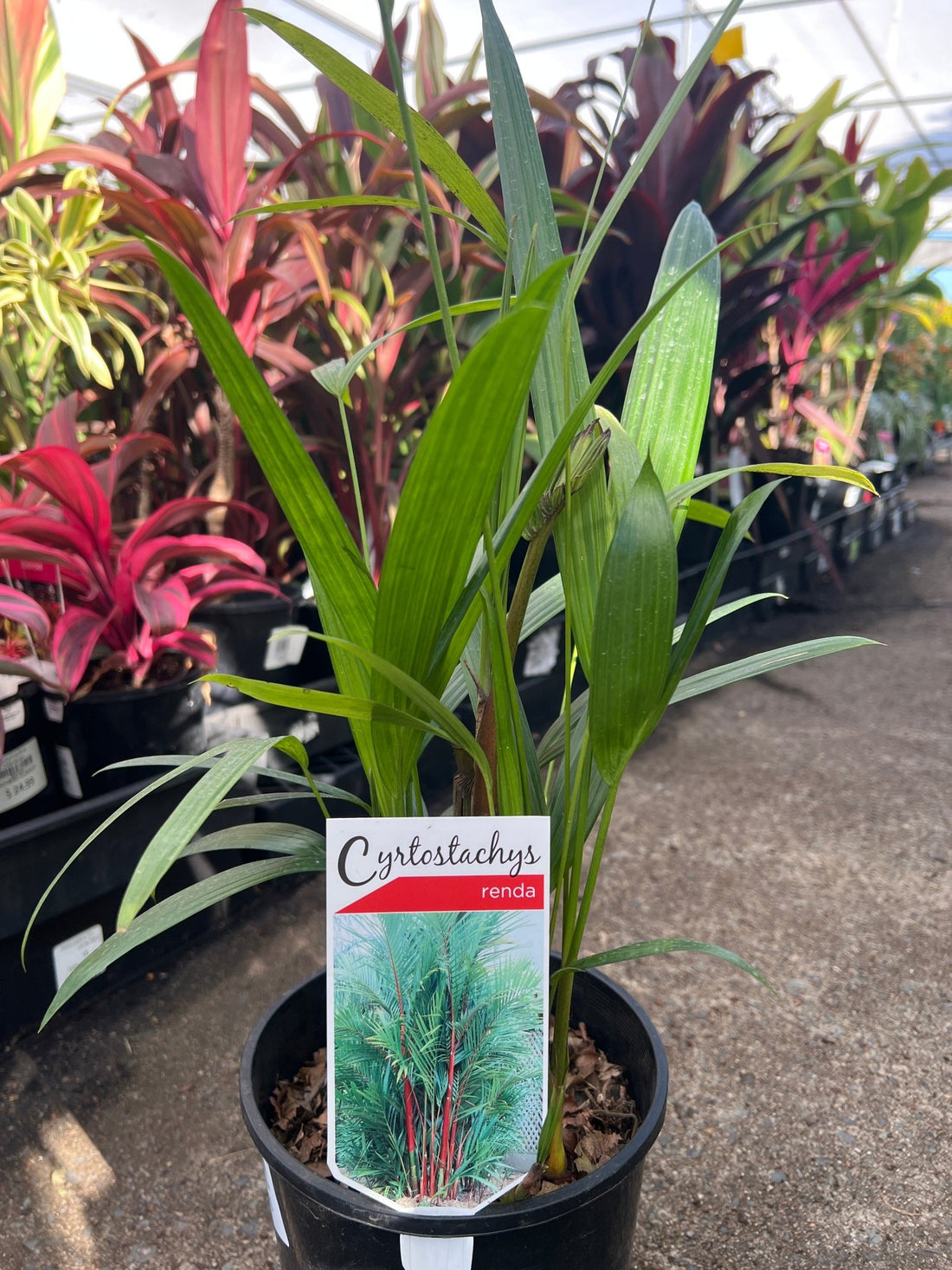 Red Lipstick Palm (Cyrtostachys renda) - Medium - Ladybird Nursery