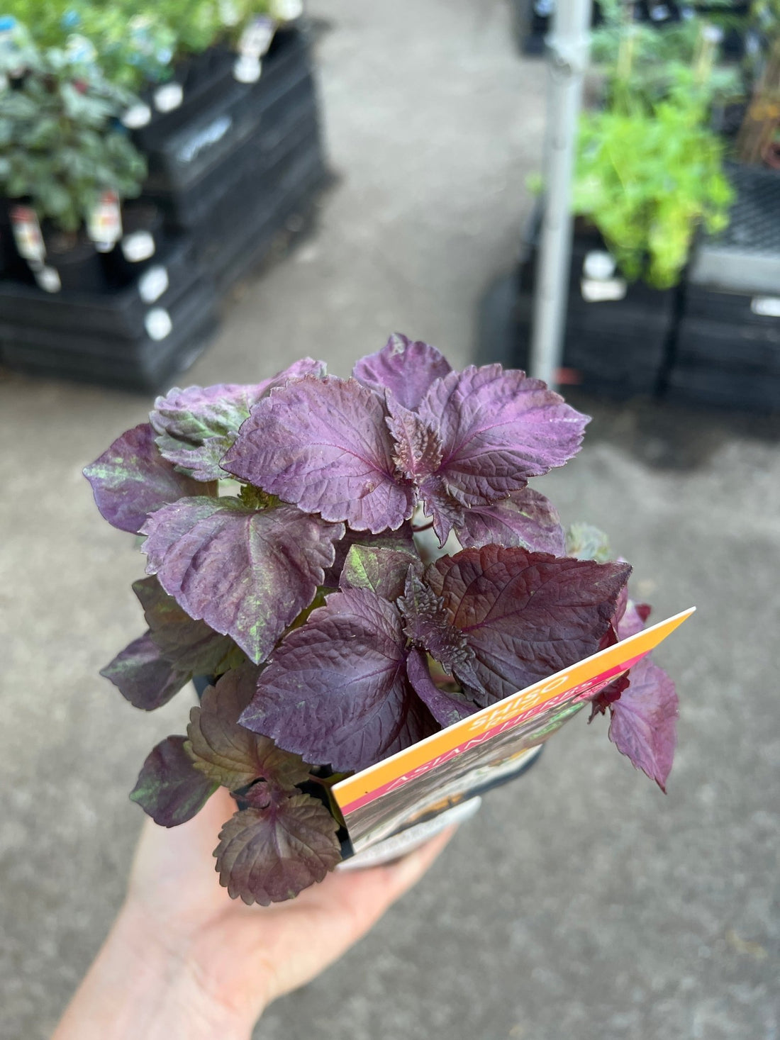 Shiso Perilla Red (Pickup Only) - Ladybird Nursery