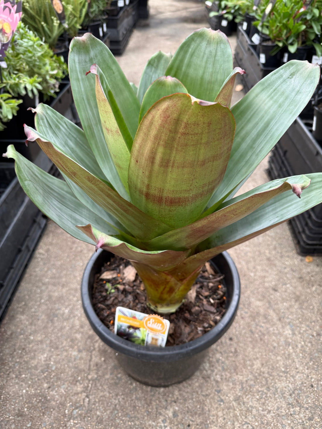 Imperial Bromeliad 'Rubra' - Large (PICK UP ONLY) - Ladybird Nursery