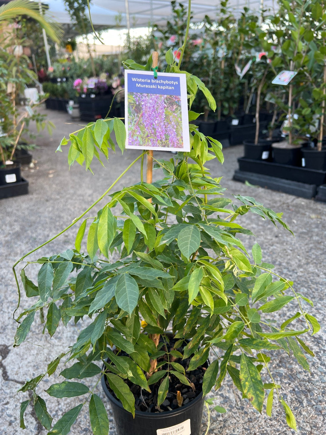 Wisteria 'Murasaki - Kapitan' (Wisteria brachybotrys) - Ladybird Nursery