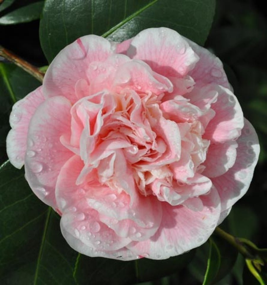 Camellia Lady Loch (Camellia japonica) - Ladybird Nursery