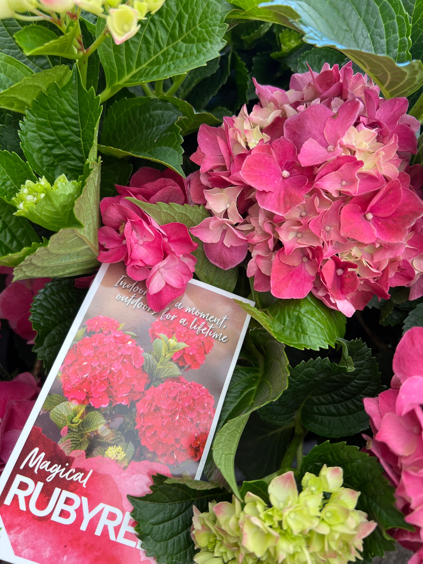 Hydrangea Magical Ruby Red