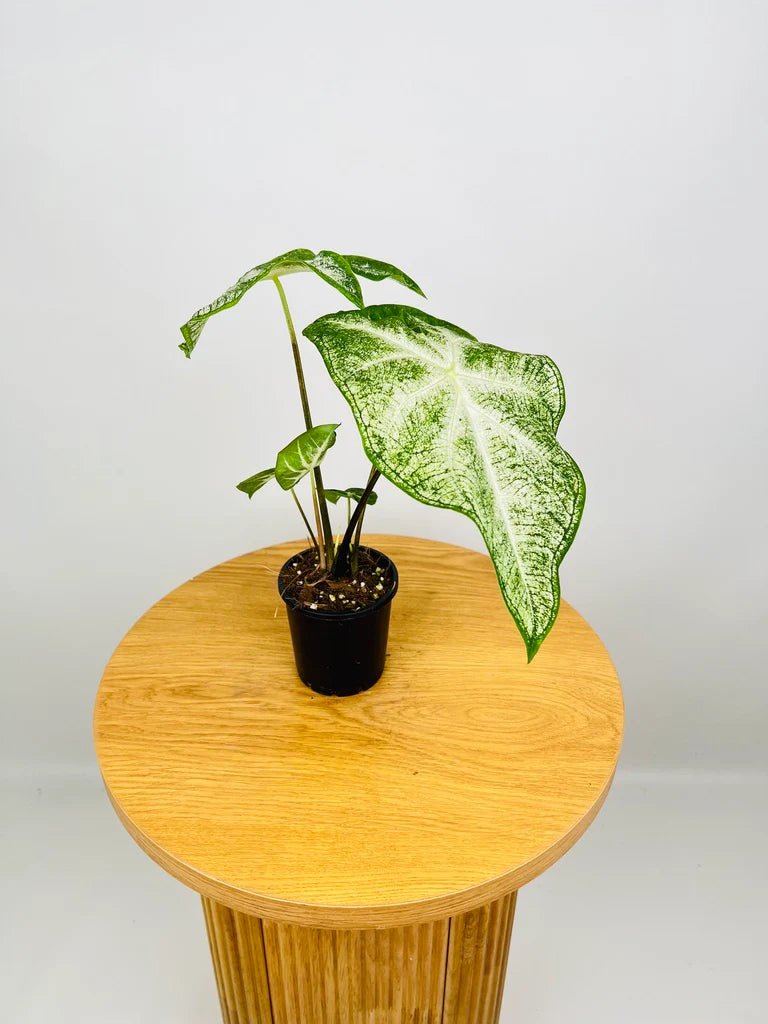 Caladium Moonie (Caladium) - Ladybird Nursery