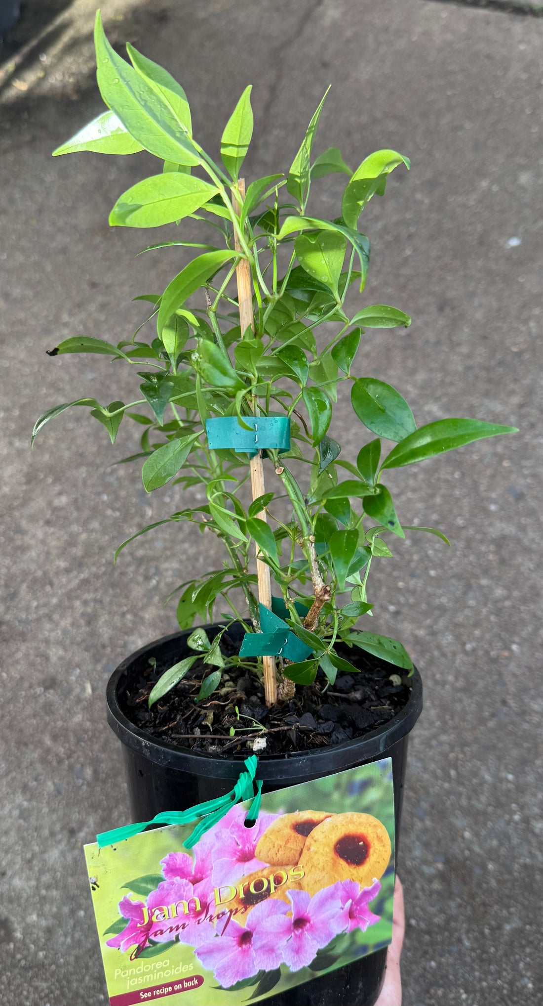 Bower Vine 'Jam Drops' (Pandorea jasminoides)