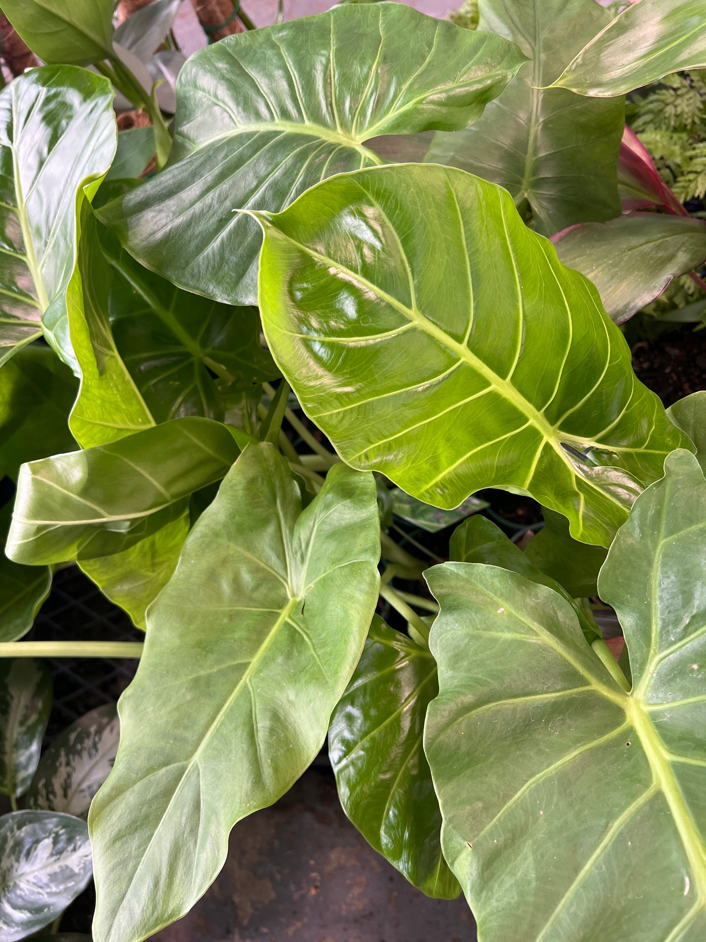 Elephant Ears (Alocasia brisbanensis)