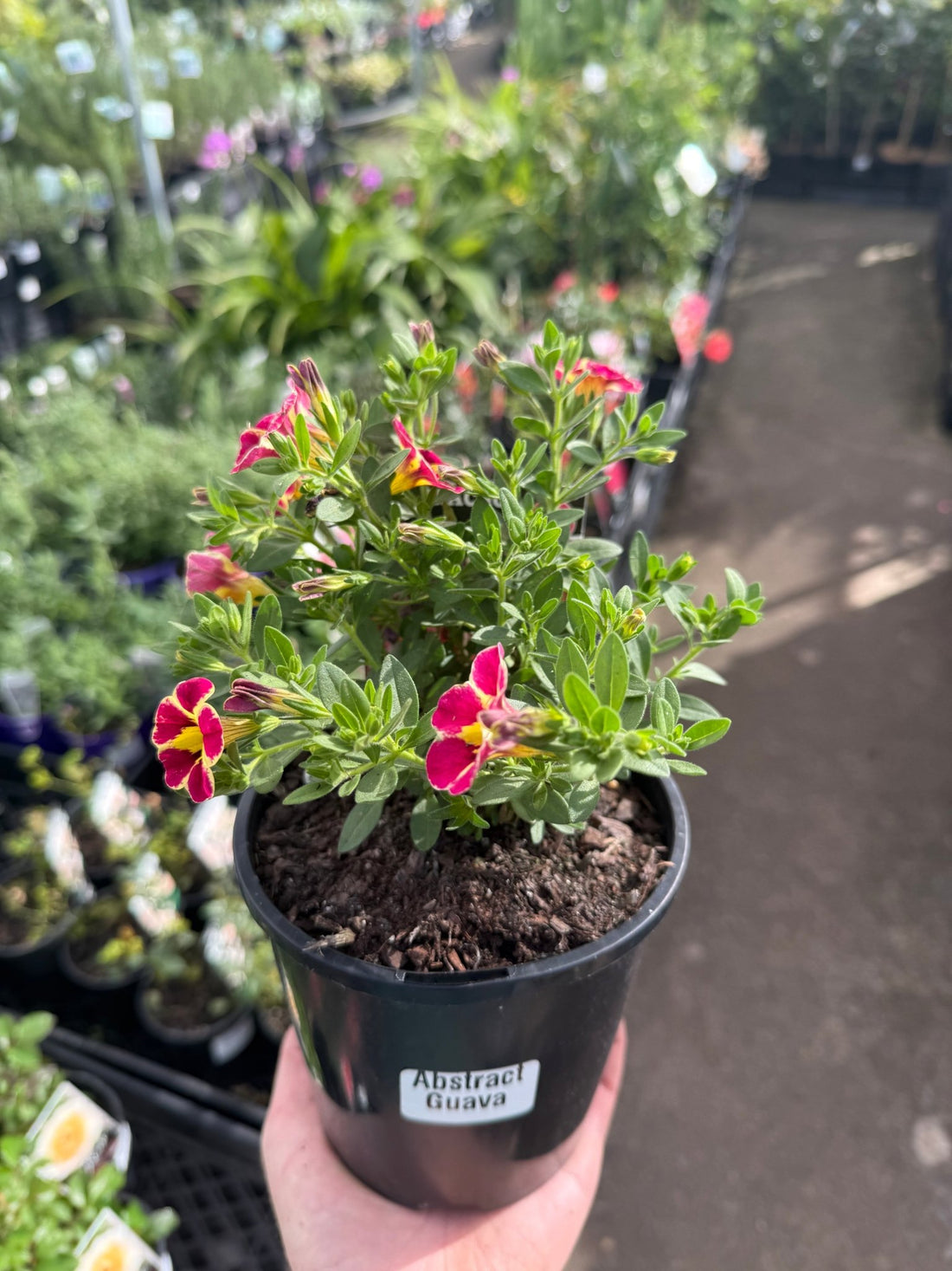 Calibrachoa 'Abstract Guava' - Ladybird Nursery