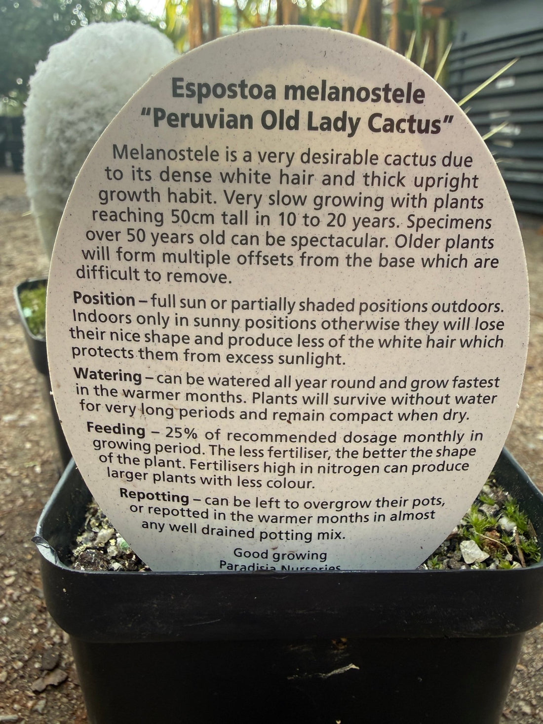 Peruvian Old Lady Cactus (Espostoa melanostele) - Ladybird Nursery