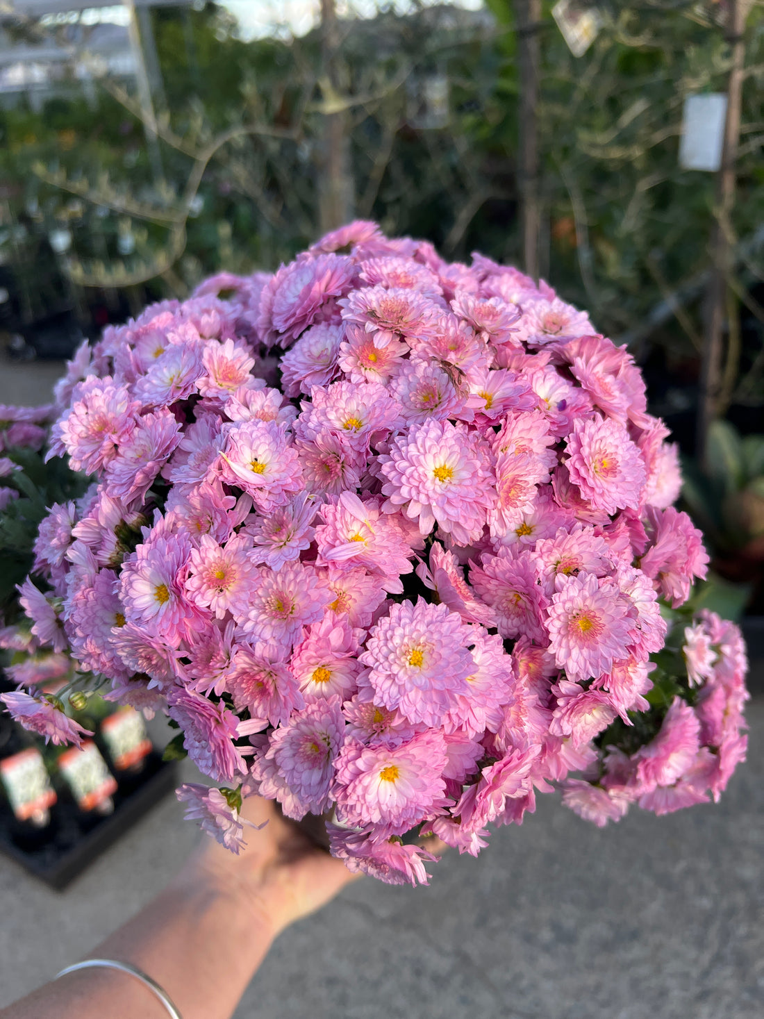 Garden Mum (Chrysanthemum)