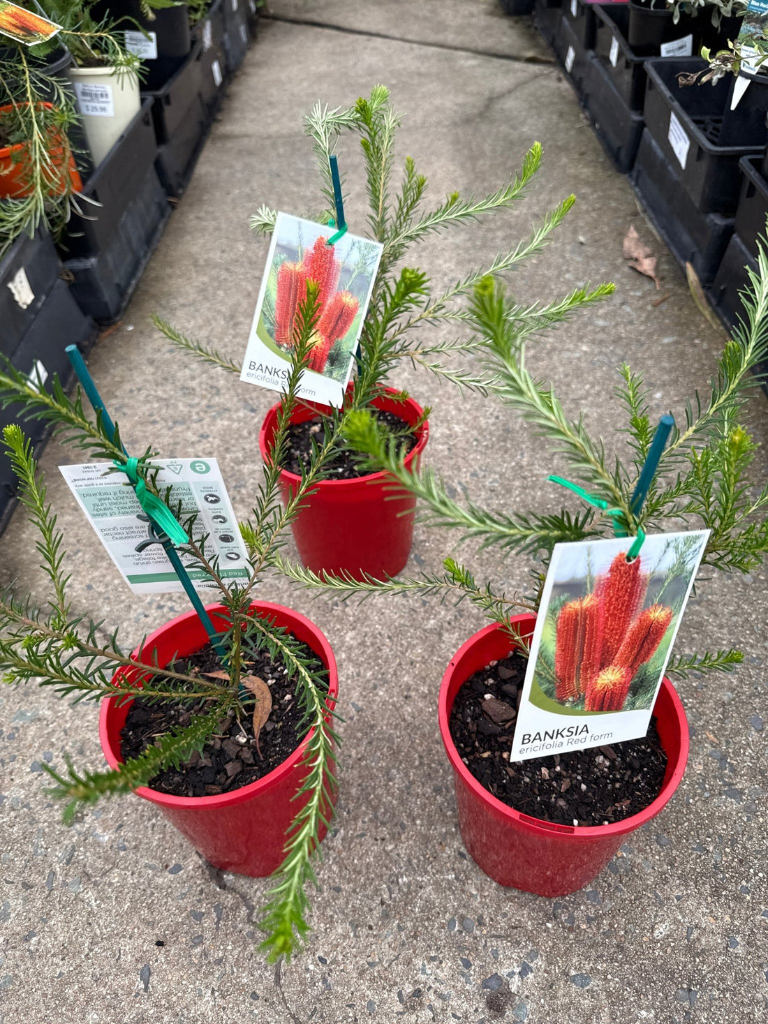 Red Banksia (Banksia ericifolia) - Ladybird Nursery