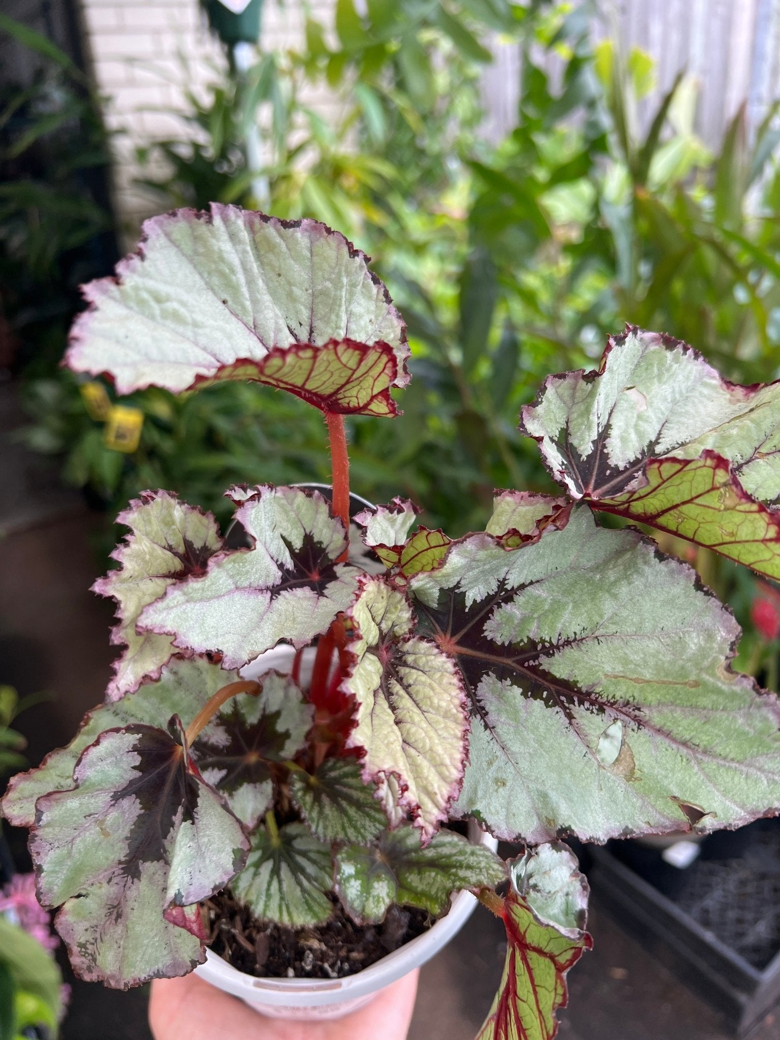 Begonia 'Nordic Glacier' - Ladybird Nursery