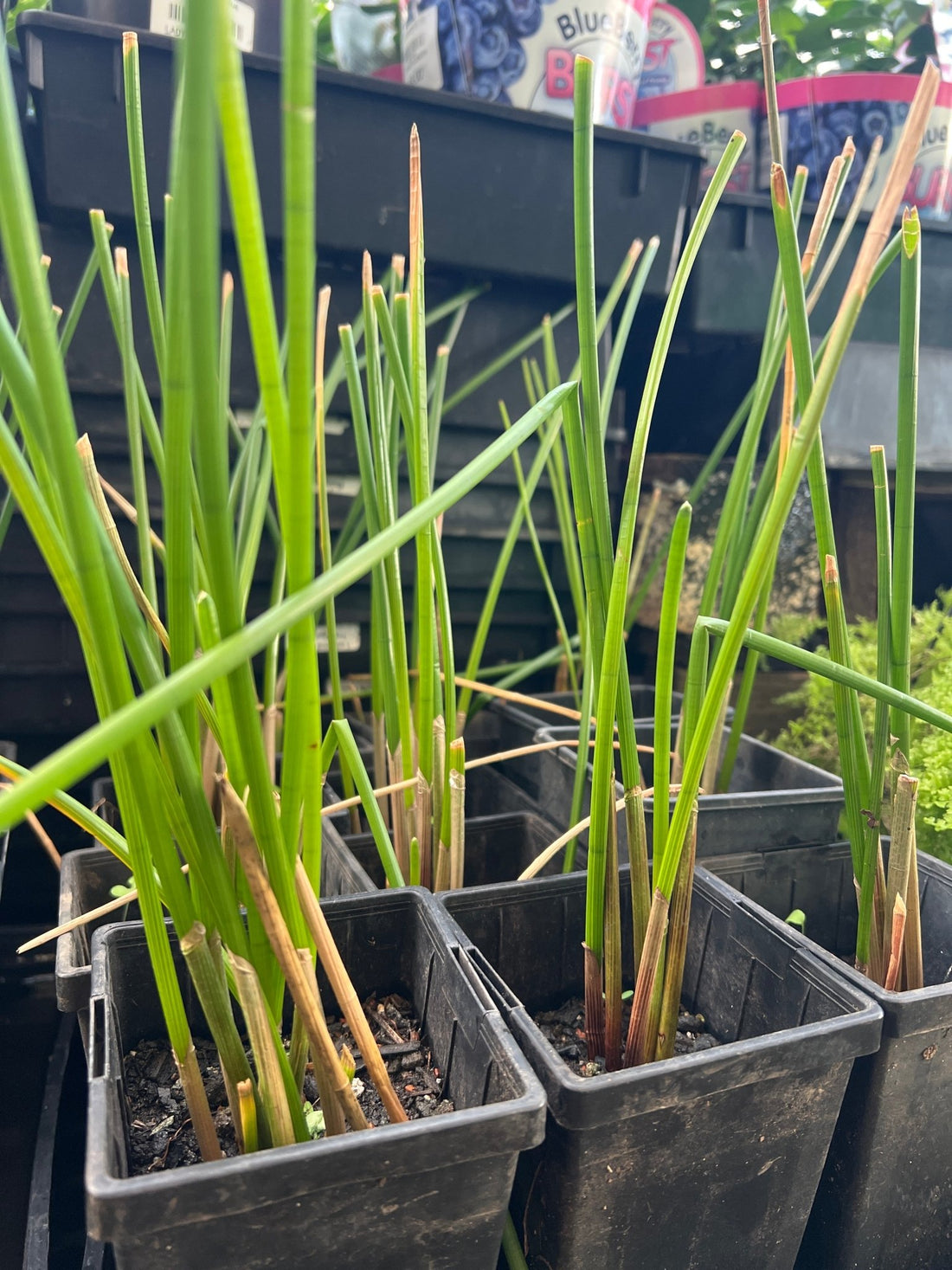 Chinese Water Chestnut