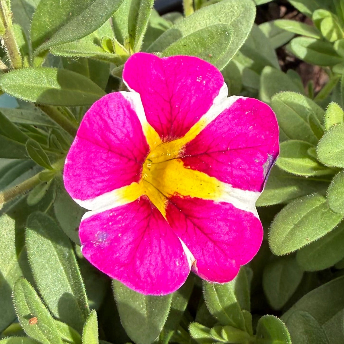 Calibrachoa 'Pink Bling' - Ladybird Nursery