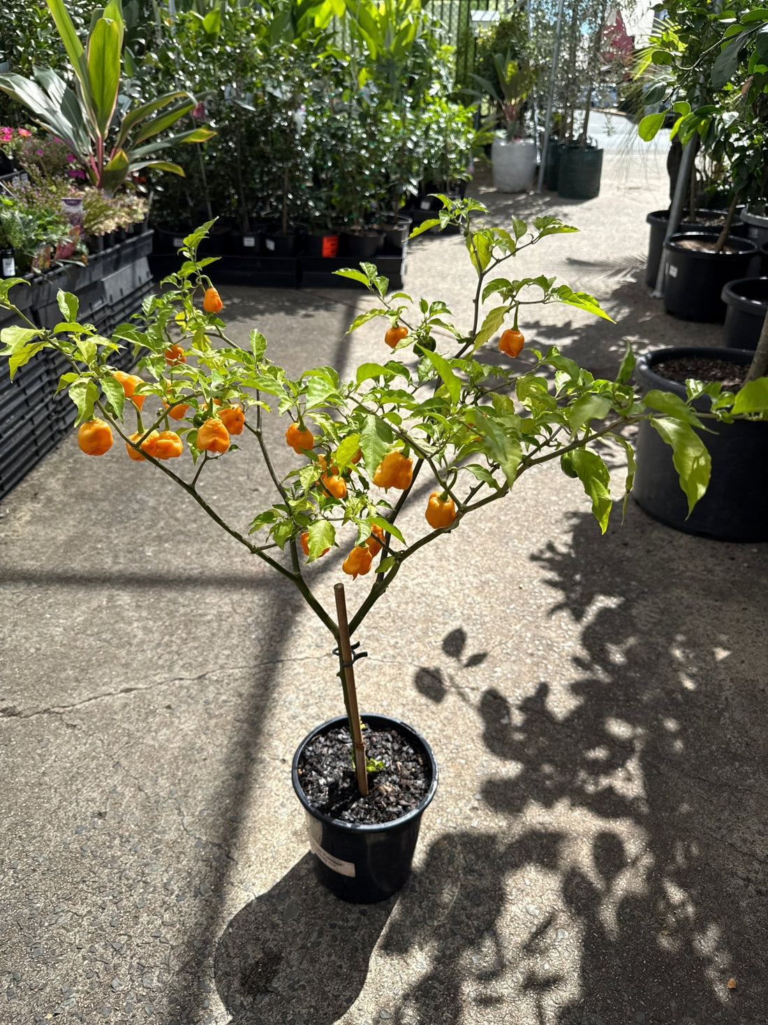 Chilli 'Orange Carolina Reaper' - Ladybird Nursery
