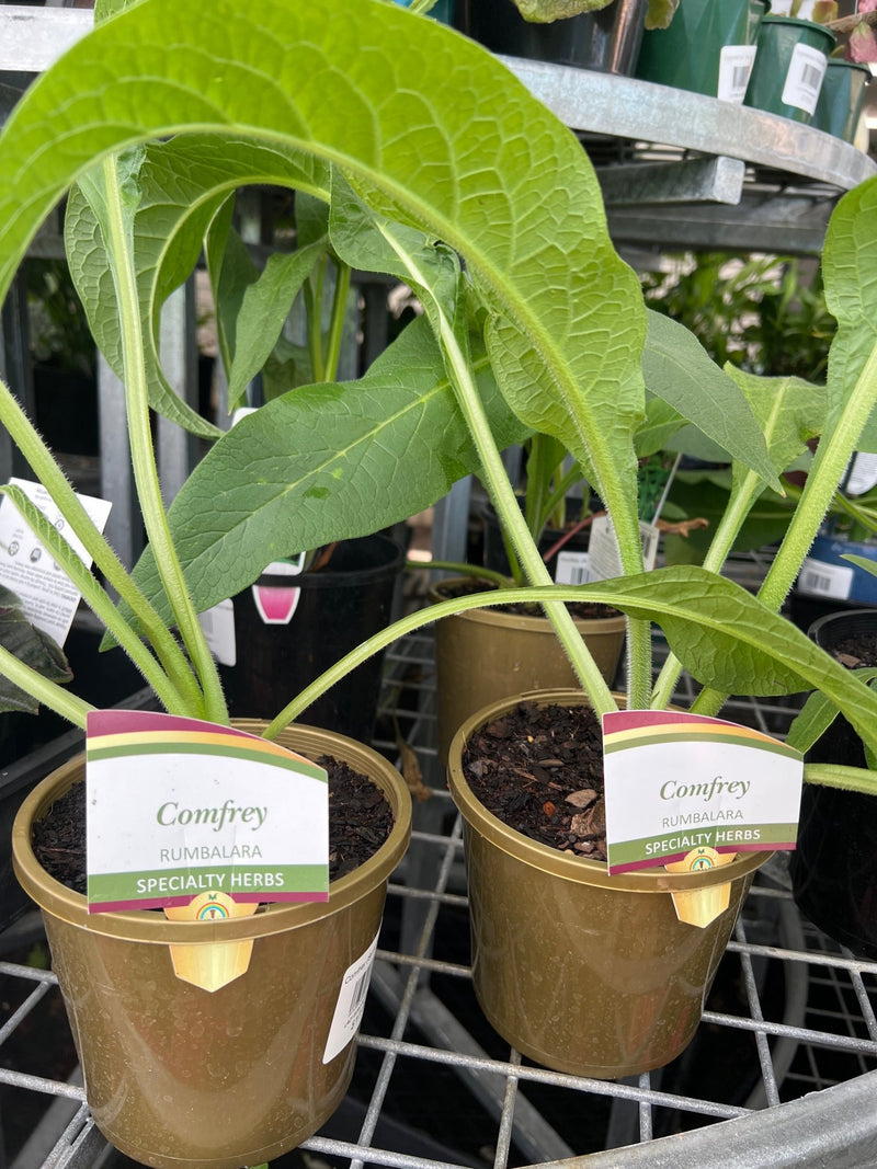 Comfrey (Symphytum officinale) - Ladybird Nursery