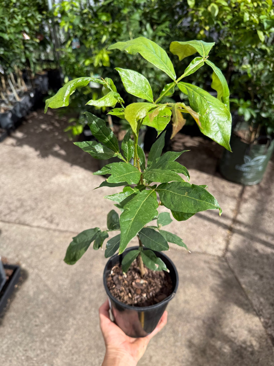 Ice Cream Bean - Ladybird Nursery