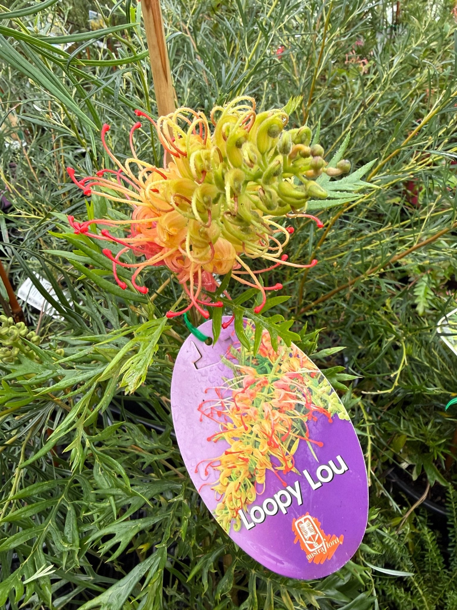 Dwarf Grevillea 'Loopy Lou' - Ladybird Nursery