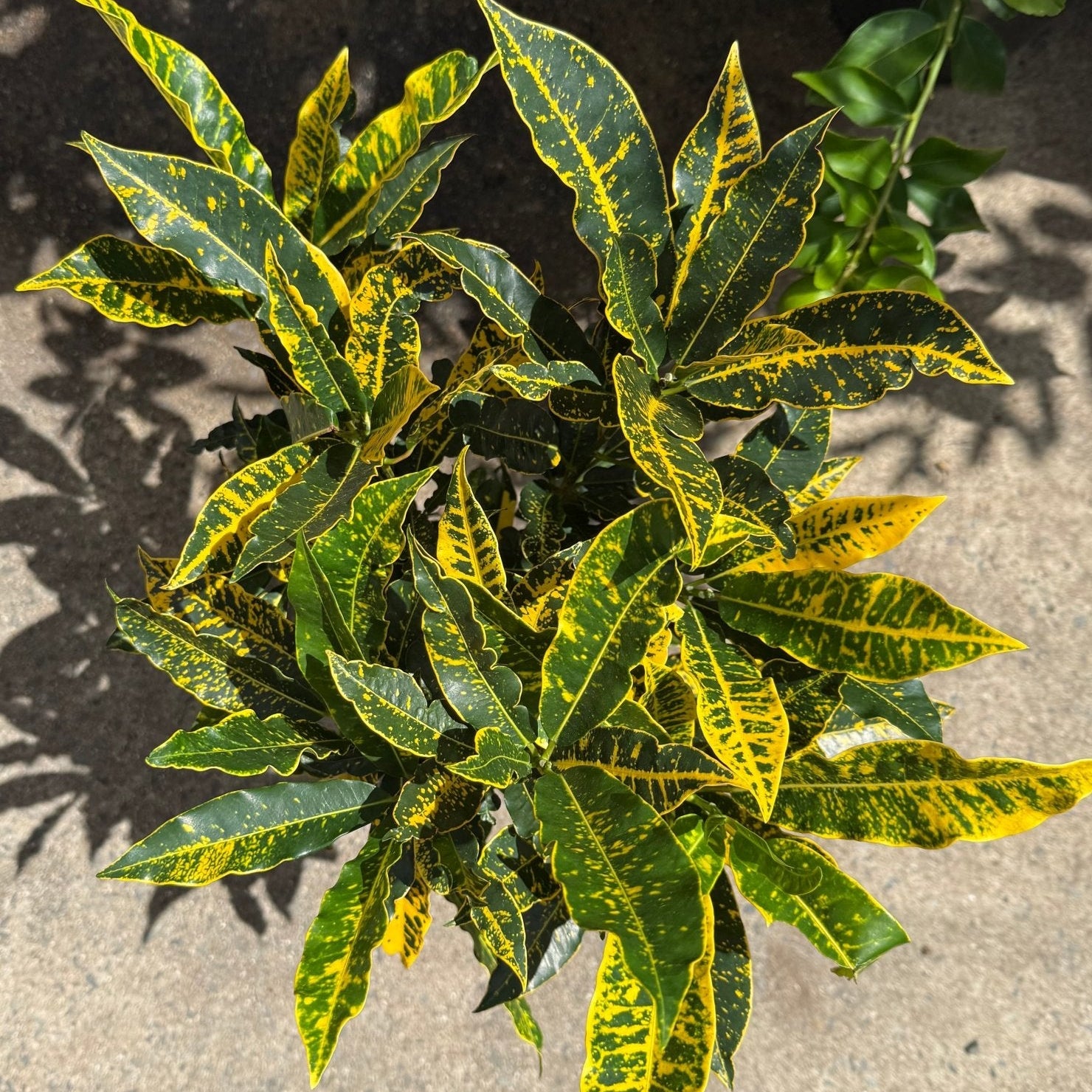 Croton 'Sunny Star' - Ladybird Nursery