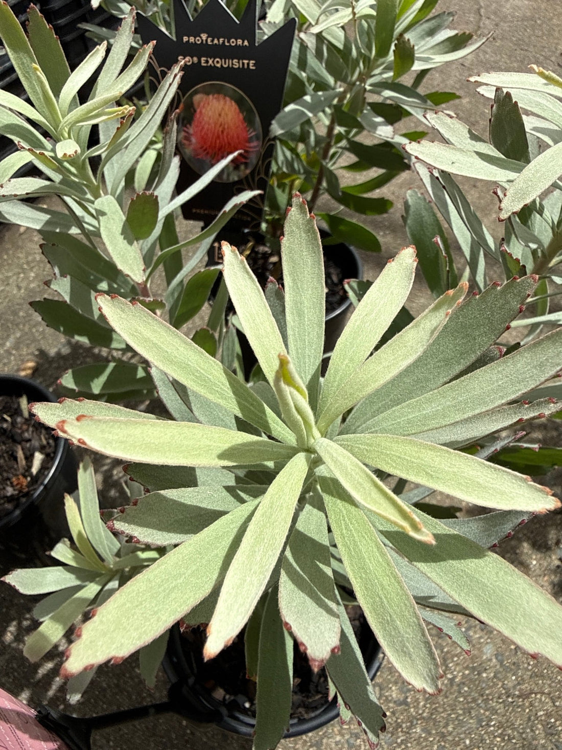 Leucospermum ‘So Exquisite’ - Ladybird Nursery
