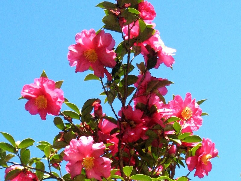 Sasanqua Camellia Julie Anne (Camellia Sasanqua) - Ladybird Nursery