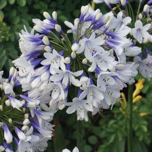 Agapanthus 'Queen Mum' - Ladybird Nursery