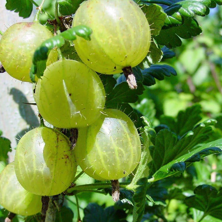 Gooseberry 'English' - Ladybird Nursery