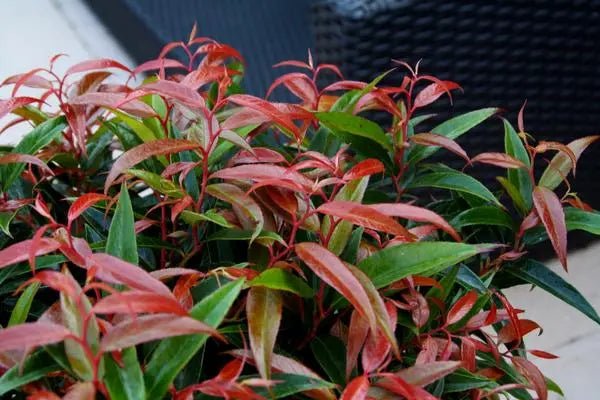 Burning Love Leucothoe - Ladybird Nursery