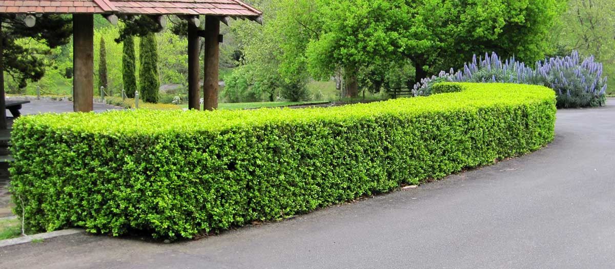 Buxus Japonica 300mm - Ladybird Nursery