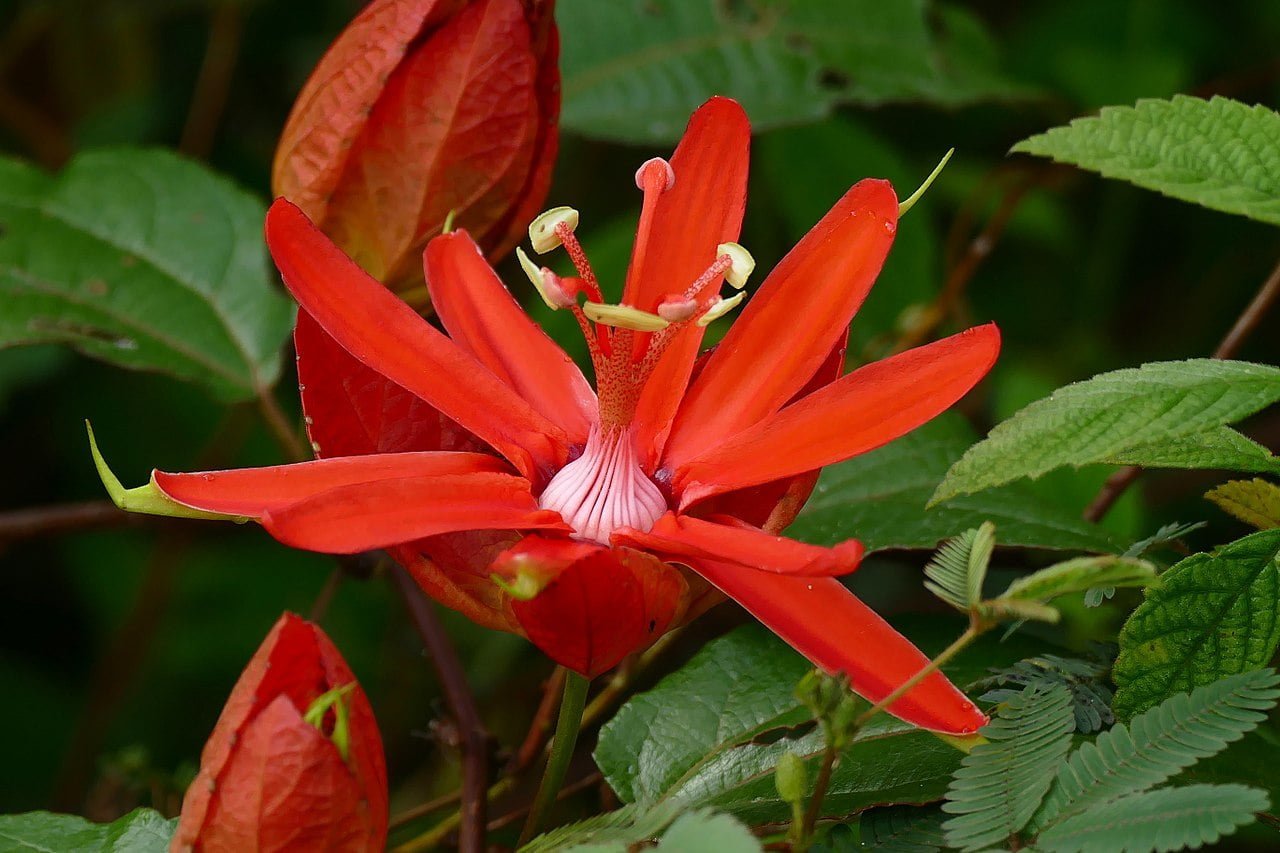Passiflora Coccinea (Red Passionflower)