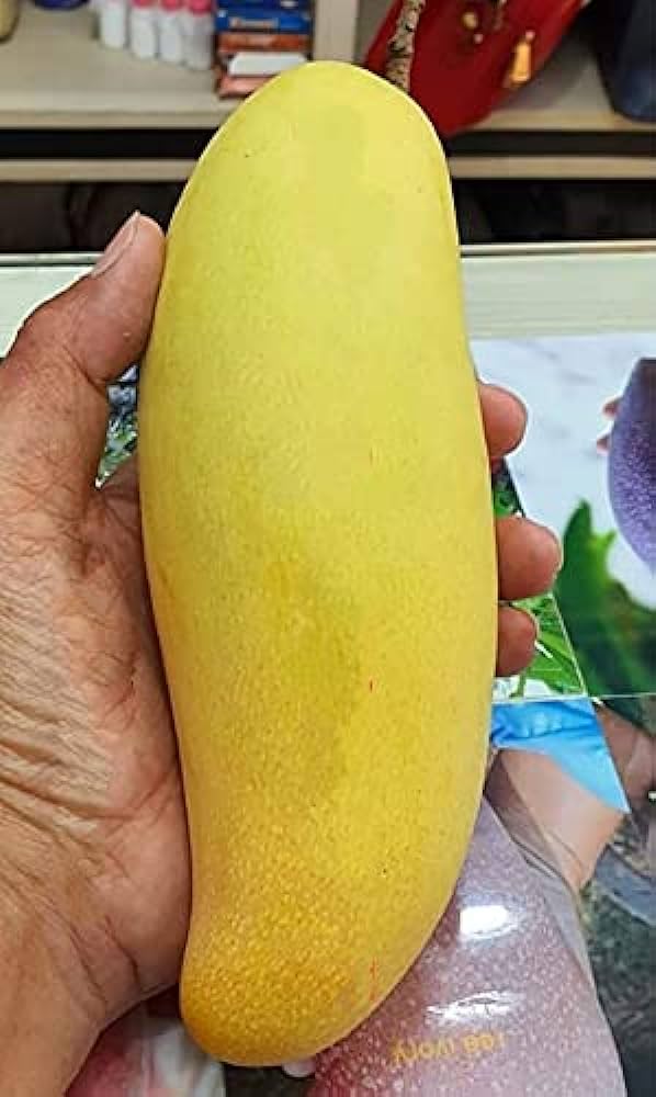 Banana Ken Mango - Ladybird Nursery