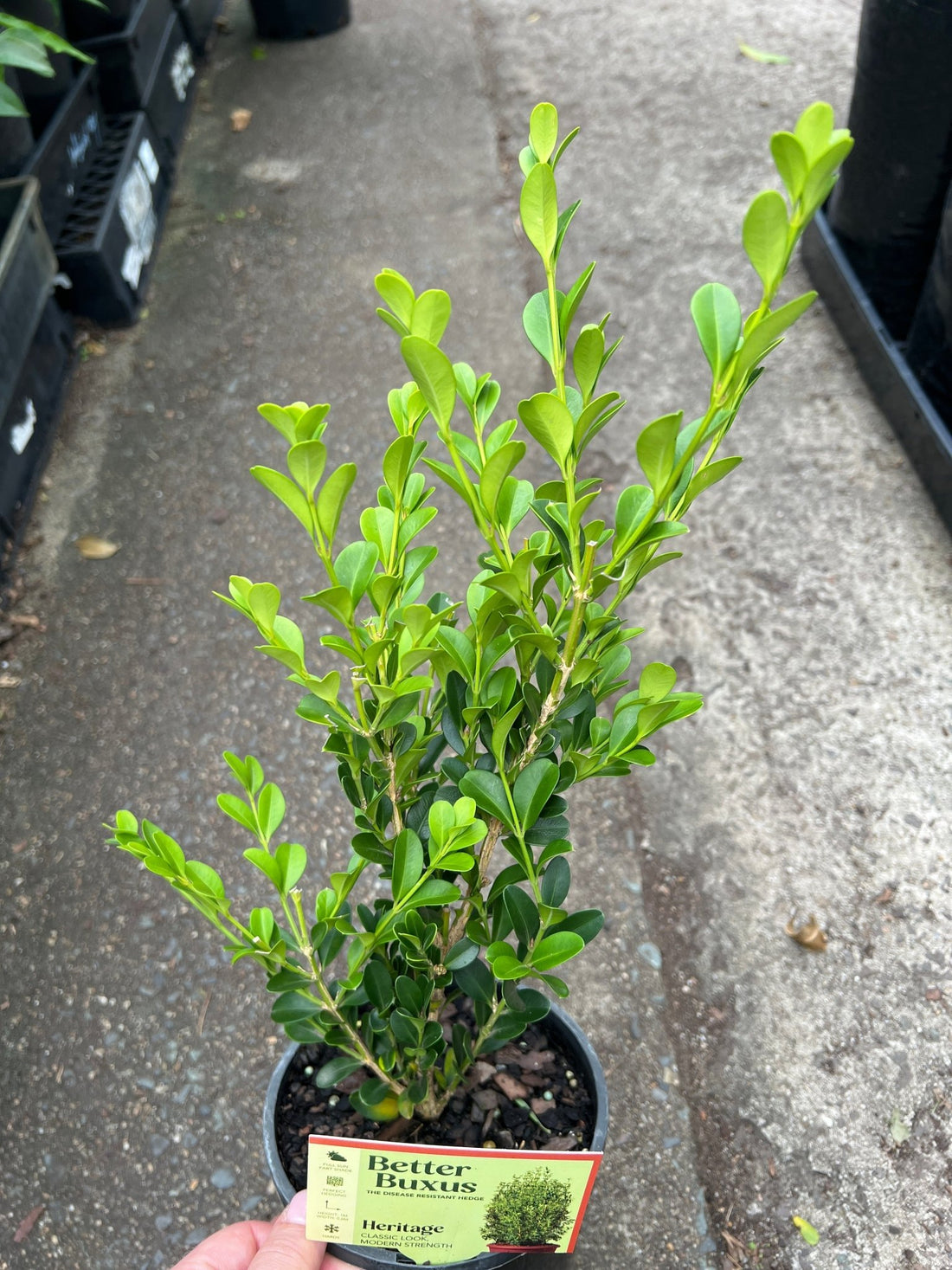 Buxus Hybrid - Ladybird Nursery