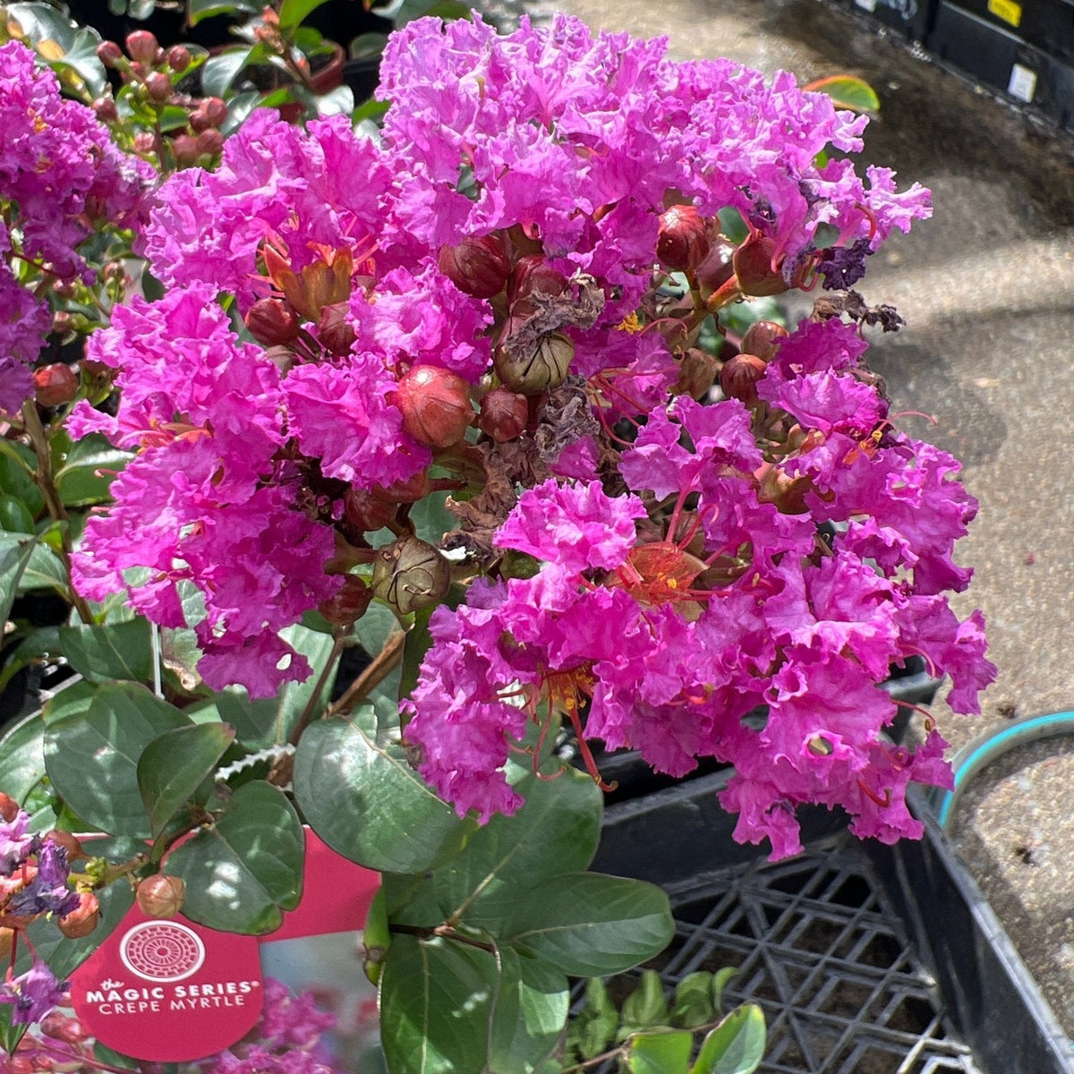 Crepe Myrtle Dwarf Purple Magic (Lagerstroemia indica) - Ladybird Nursery