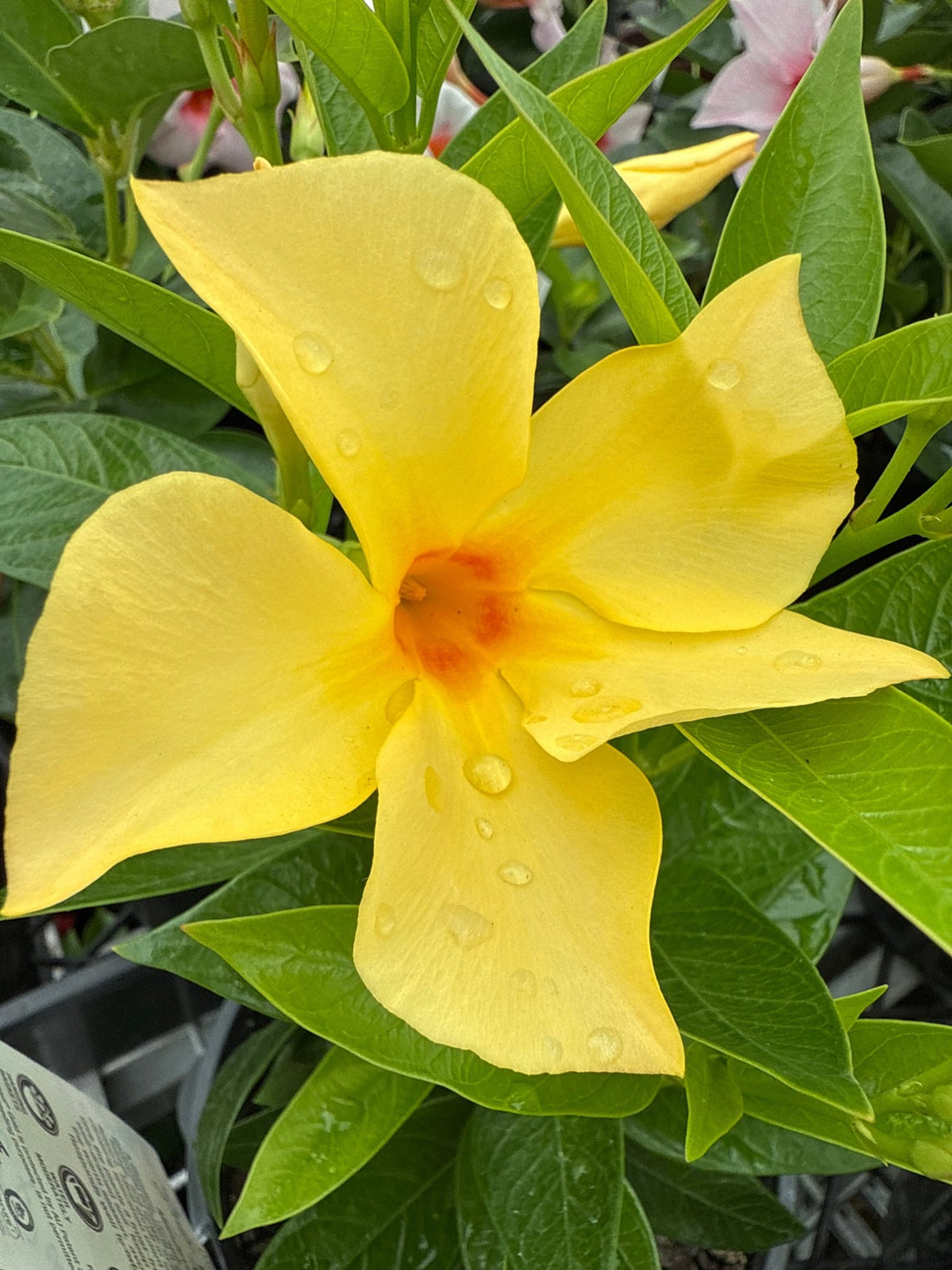 Mandevilla ‘Sun Parasol Gold’ - Ladybird Nursery
