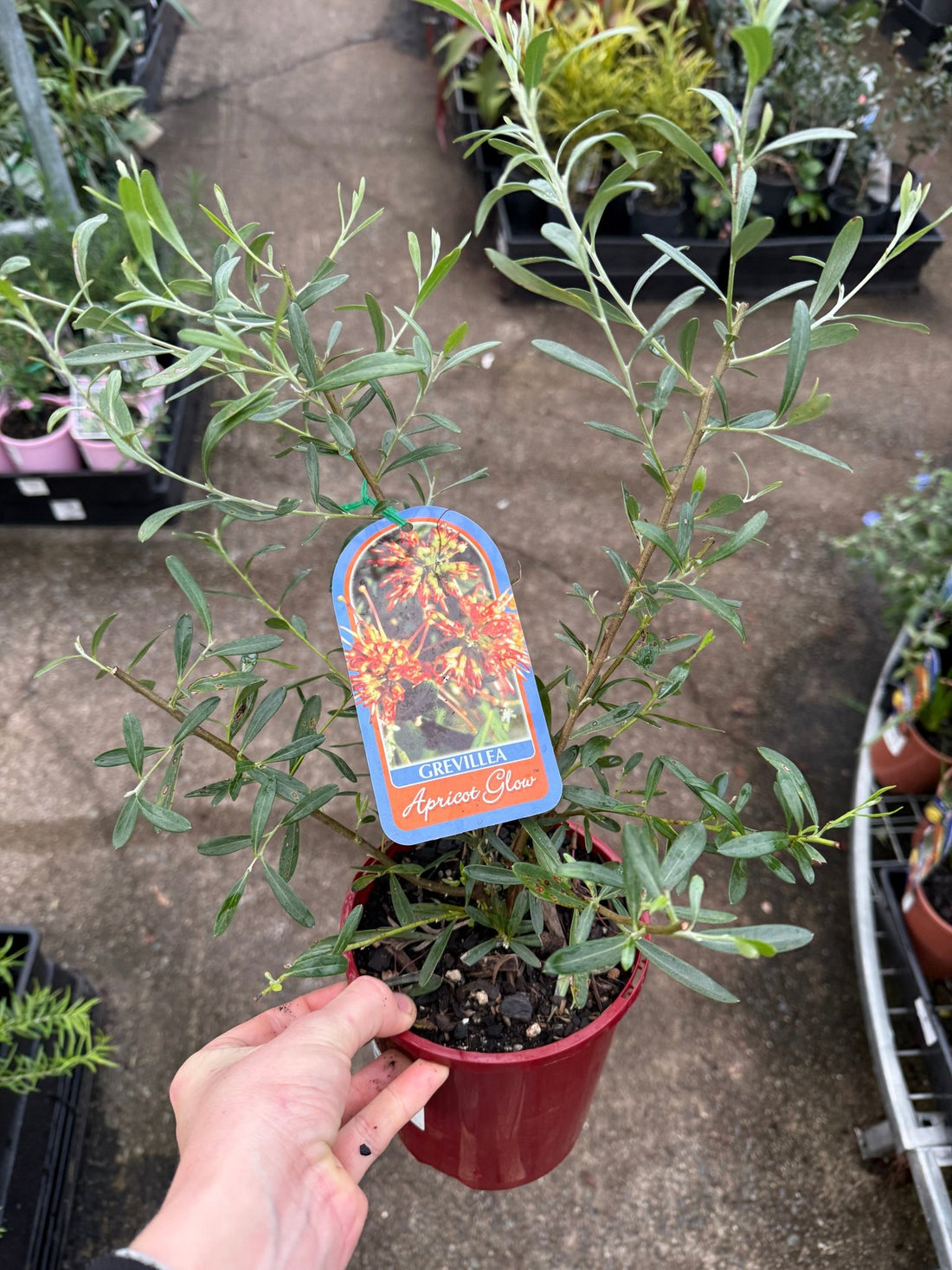 Grevillea 'Apricot Glow' - Ladybird Nursery