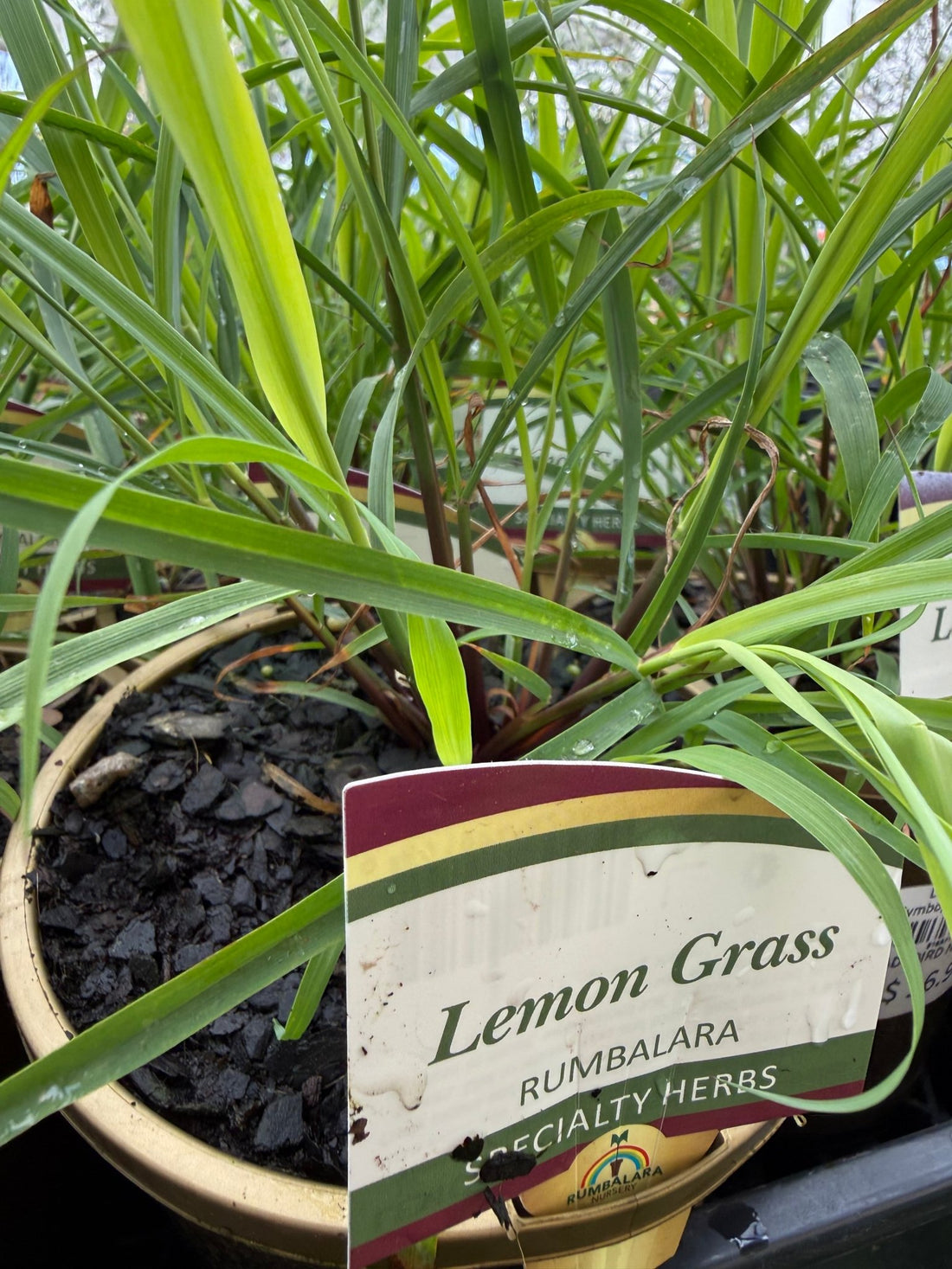 Lemon Grass (Cymbopogon citratus) - Ladybird Nursery