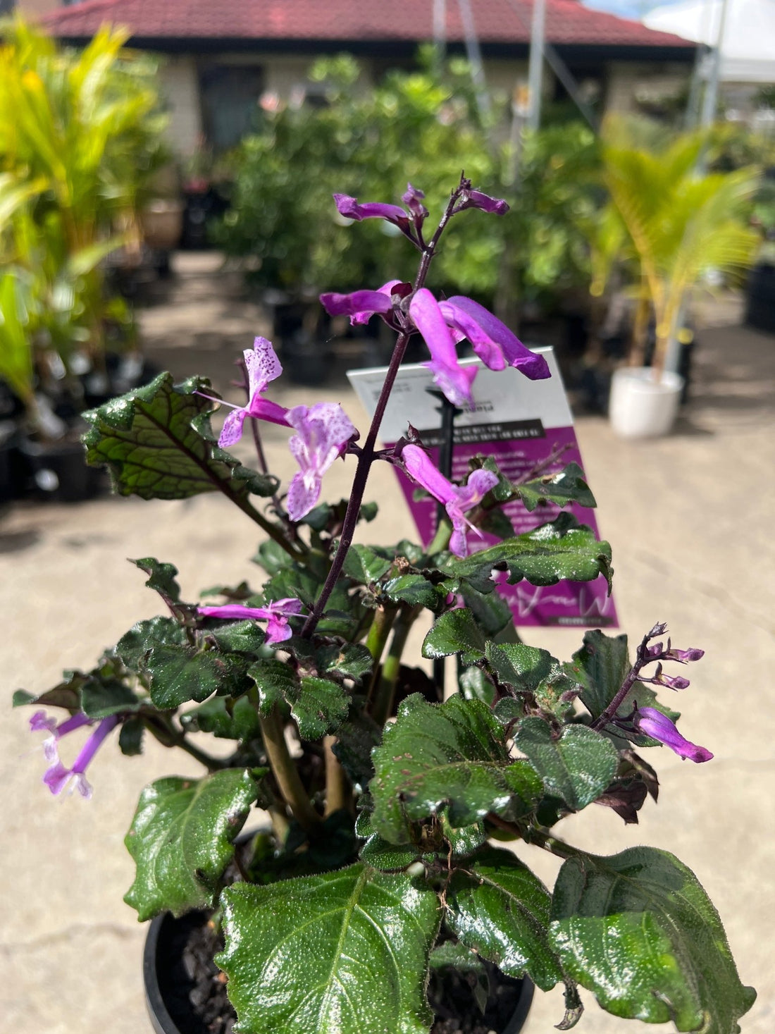 Plectranthus 'Mona Amethyst' - Ladybird Nursery