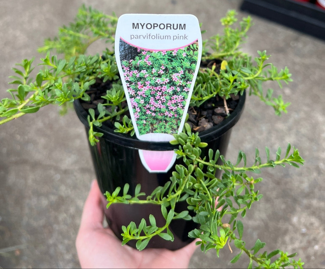 Myoporum Pink (Myoporum parvifolium) - Ladybird Nursery