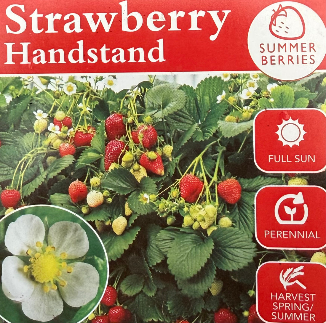 Strawberry 'Handstand'