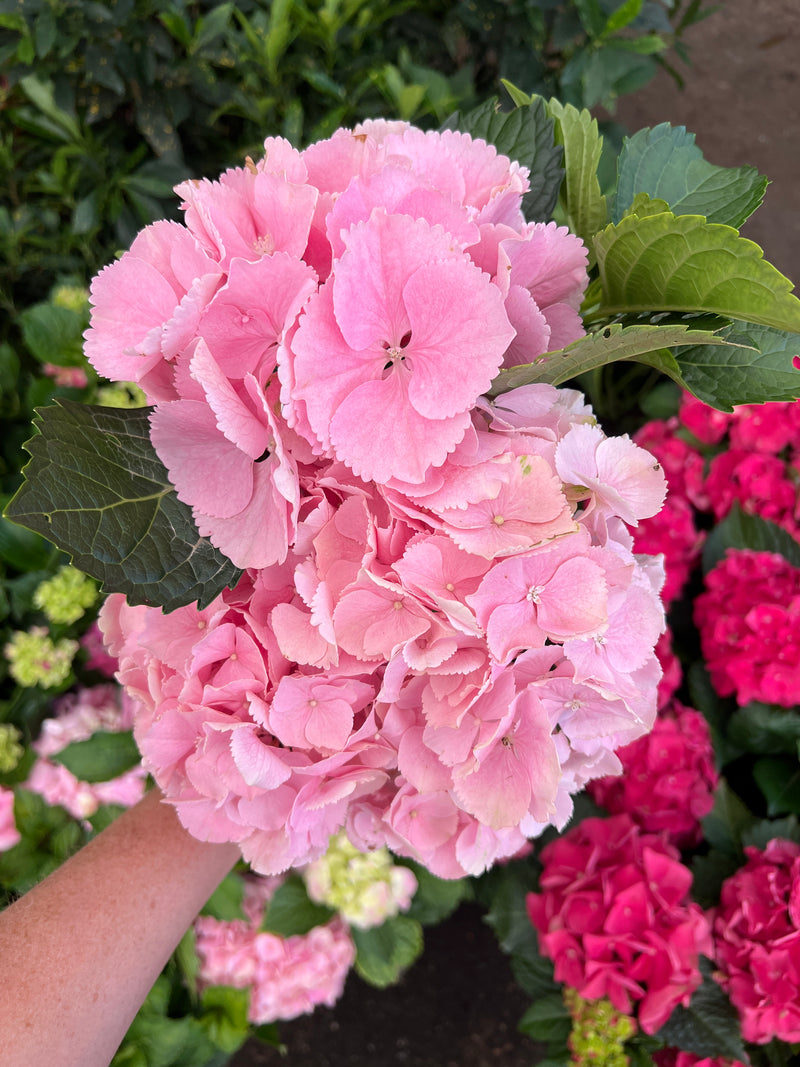 Hydrangea Light Pink showing delicate petals and green leaves held by hand with garden background
