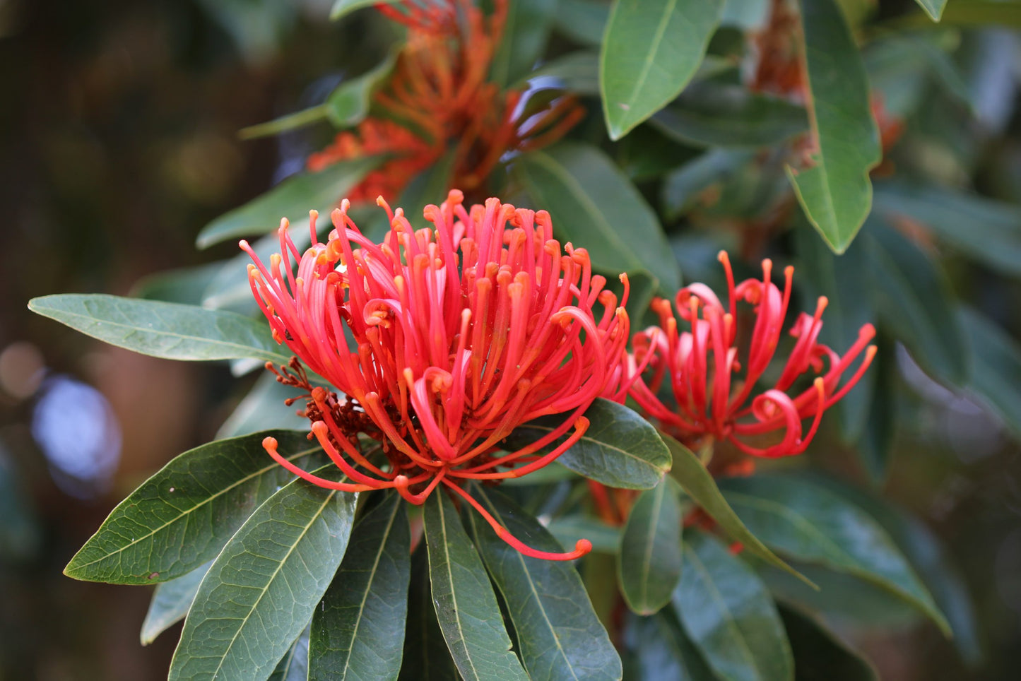 Tree Waratah (Alloxylon flammeum)