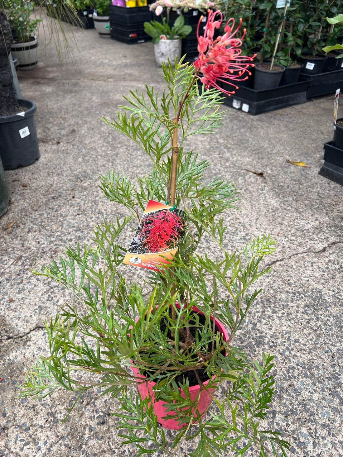 Grevillea 'Watermelonice' - Ladybird Nursery