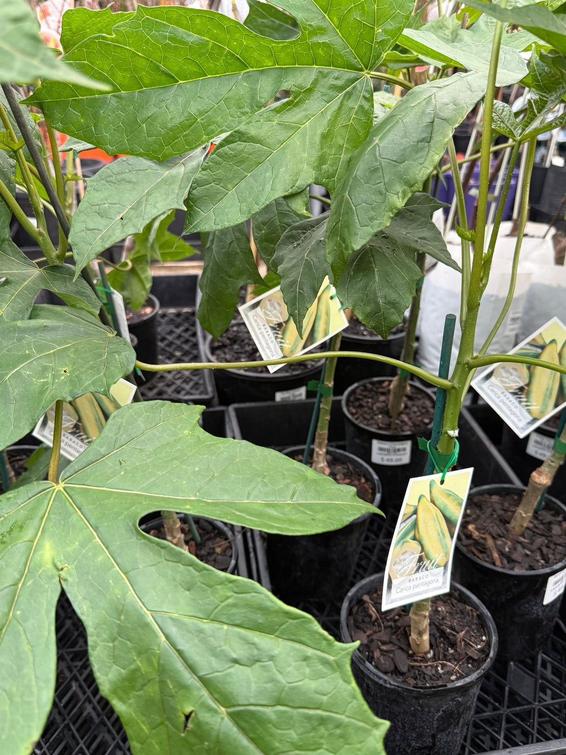 Babaco Champagne Fruit - Ladybird Nursery