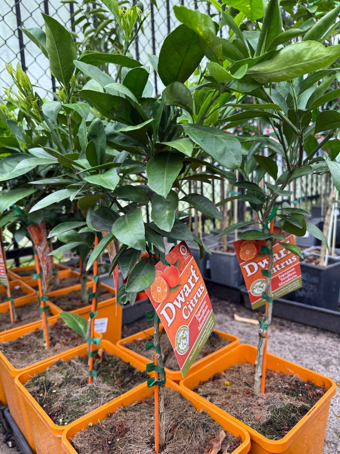 Dwarf Japanese Seedless Mandarin (QLD Only) - Ladybird Nursery