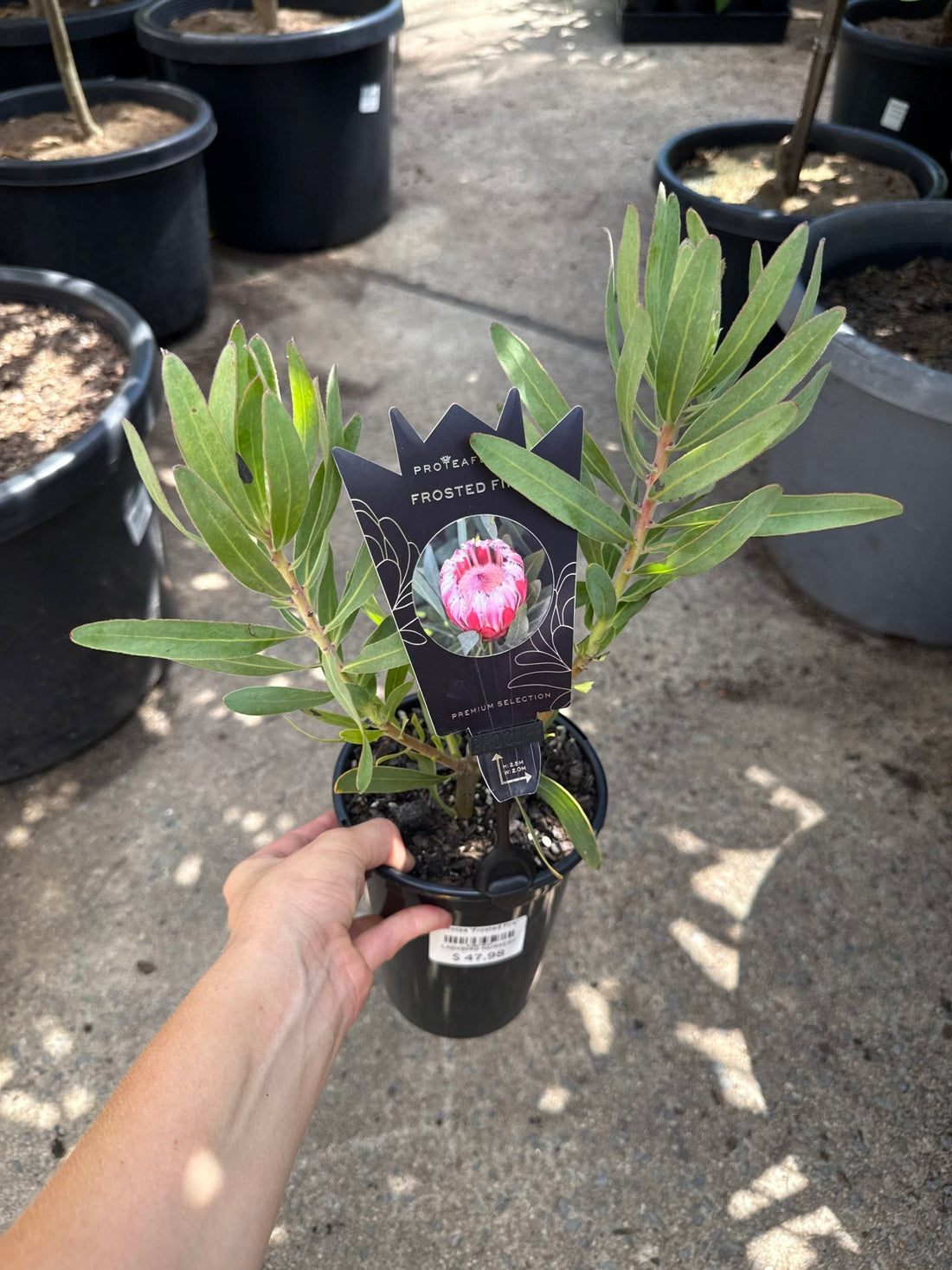 Protea 'Frosted Fire' - Ladybird Nursery